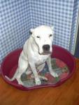 dogo Photo