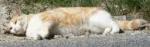 K�kidi Photo
