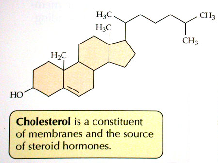 cholesterol.JPG