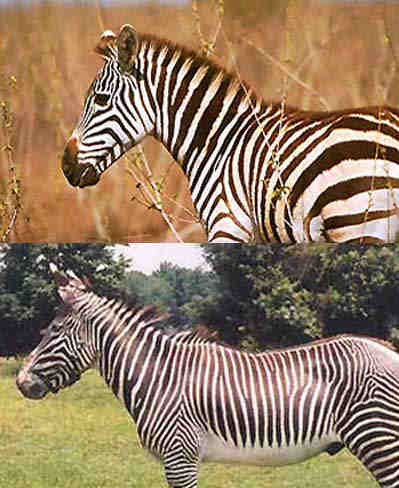 zebre-compare.jpg